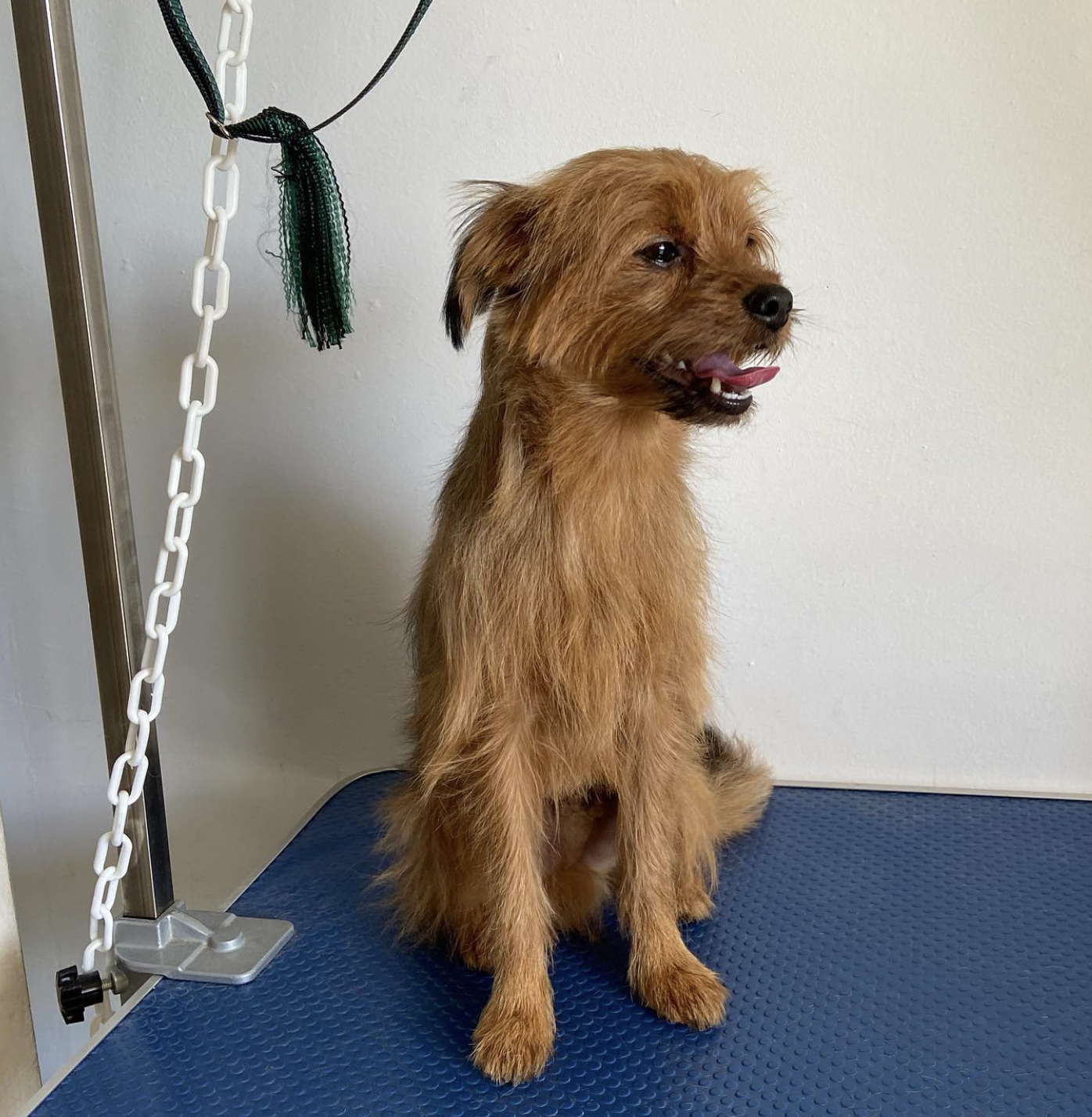 Yorkshire Terrier croisé