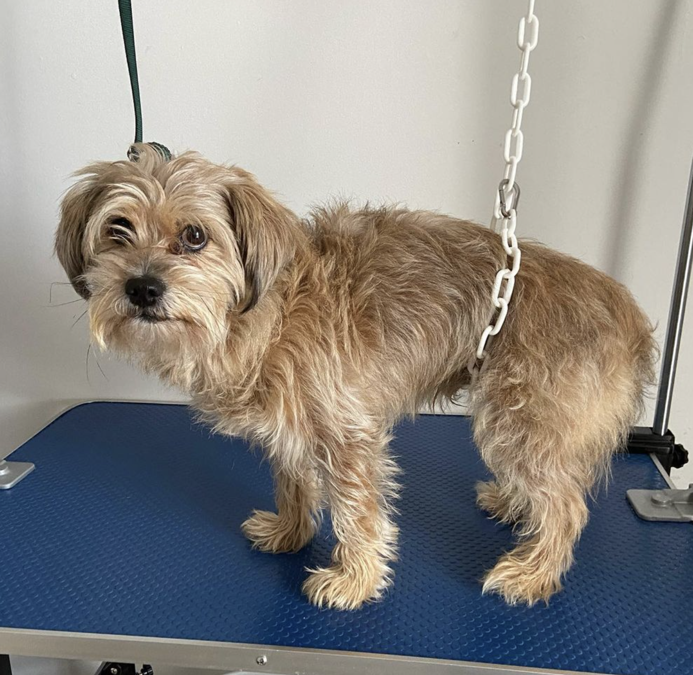Lhassa Apso