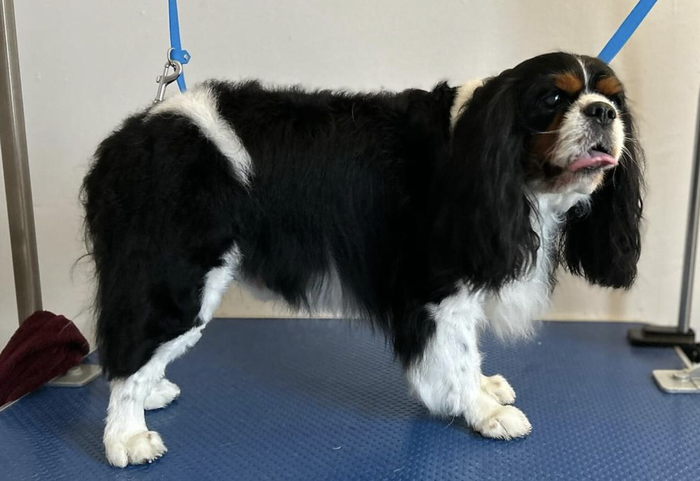 Cavalier King Charles Spaniel