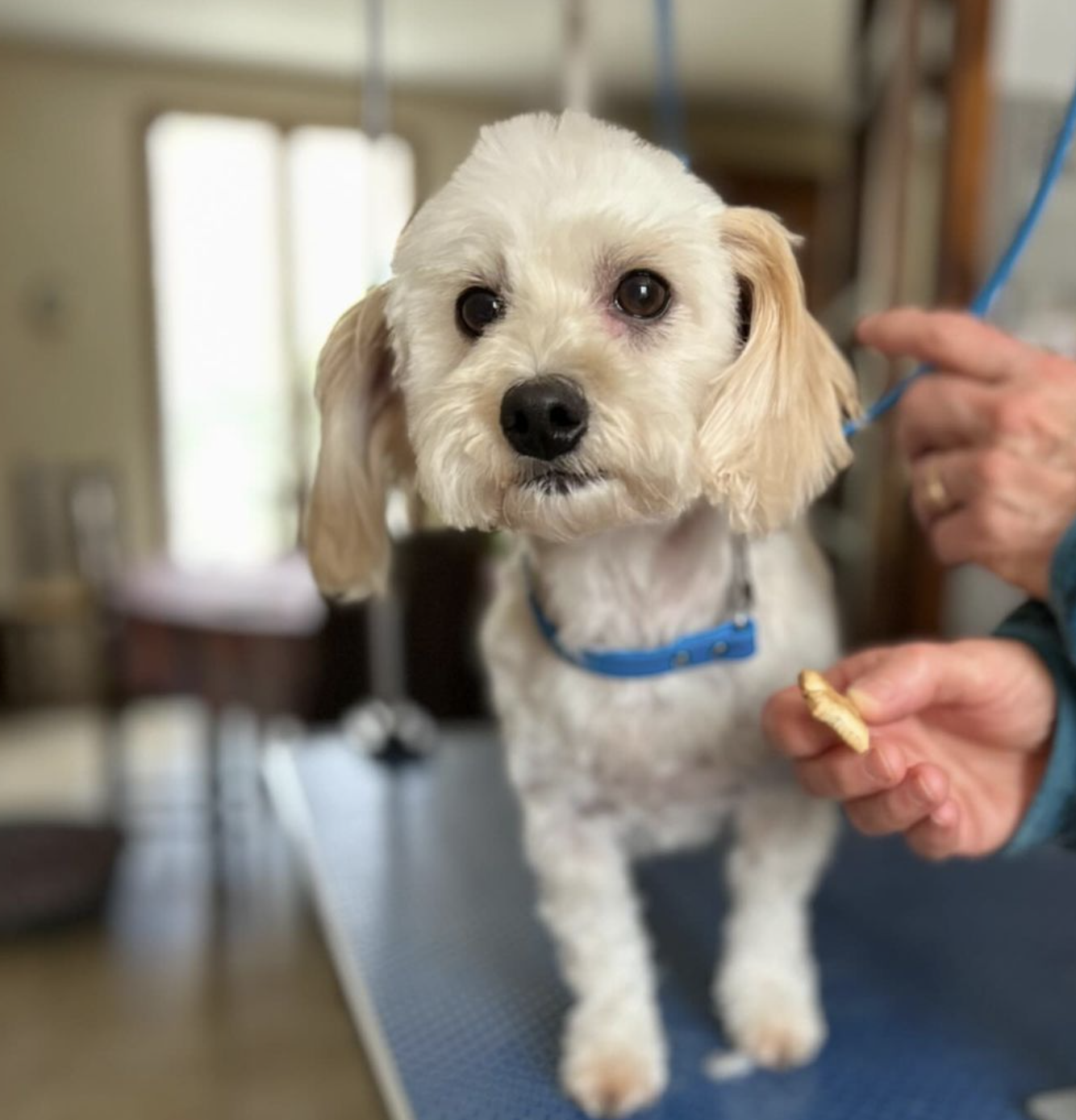 Bichon croisé Caniche