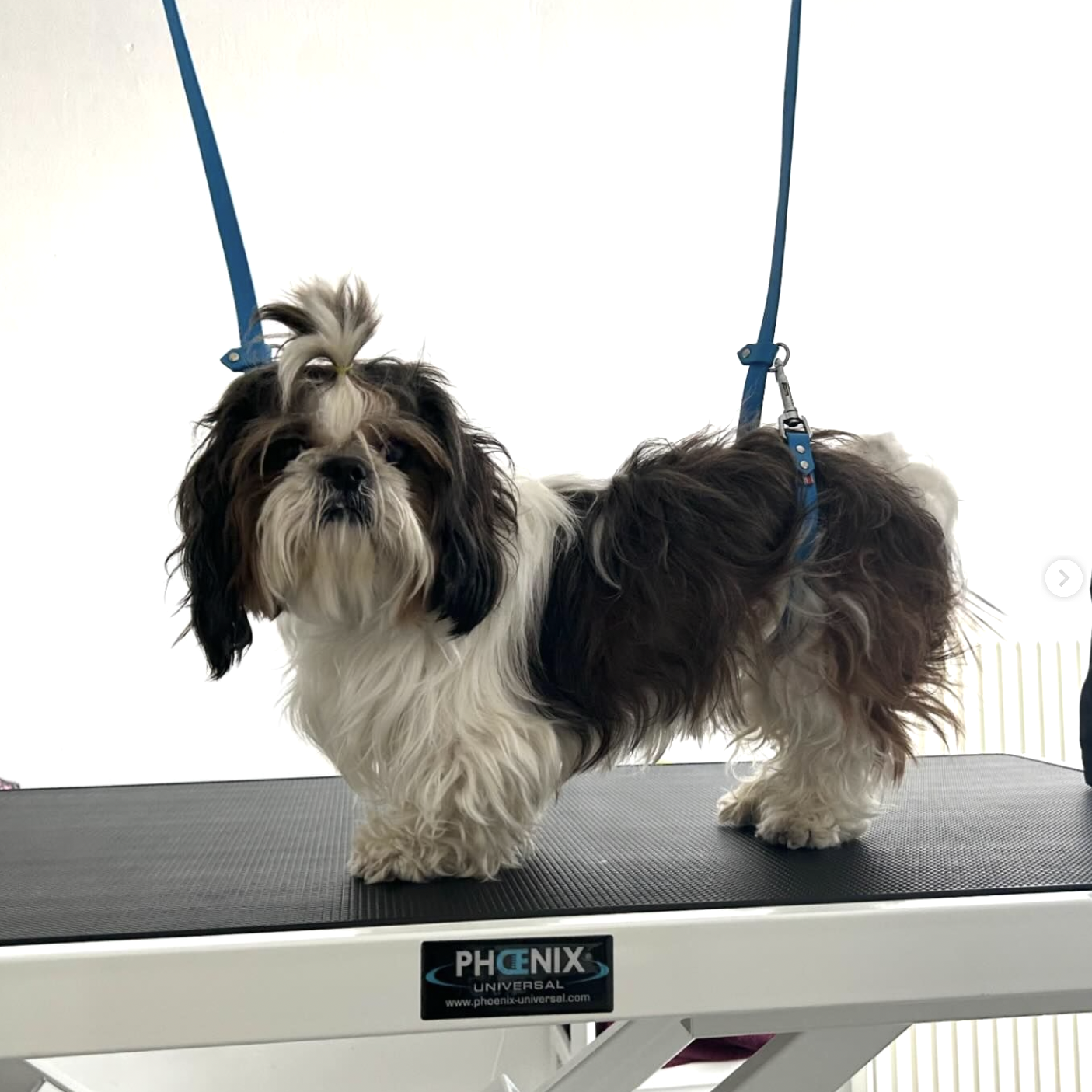 Shih Tzu