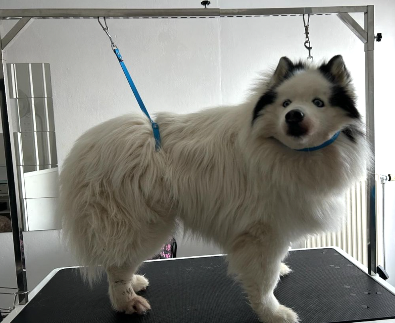 Samoyede / Husky