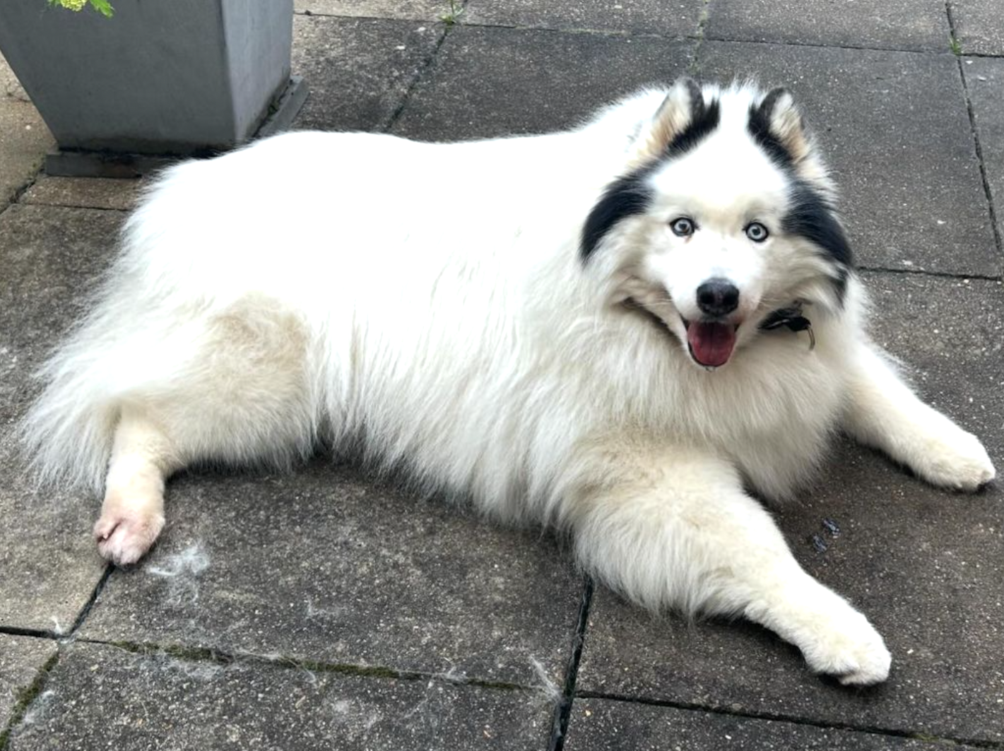 Samoyede / Husky