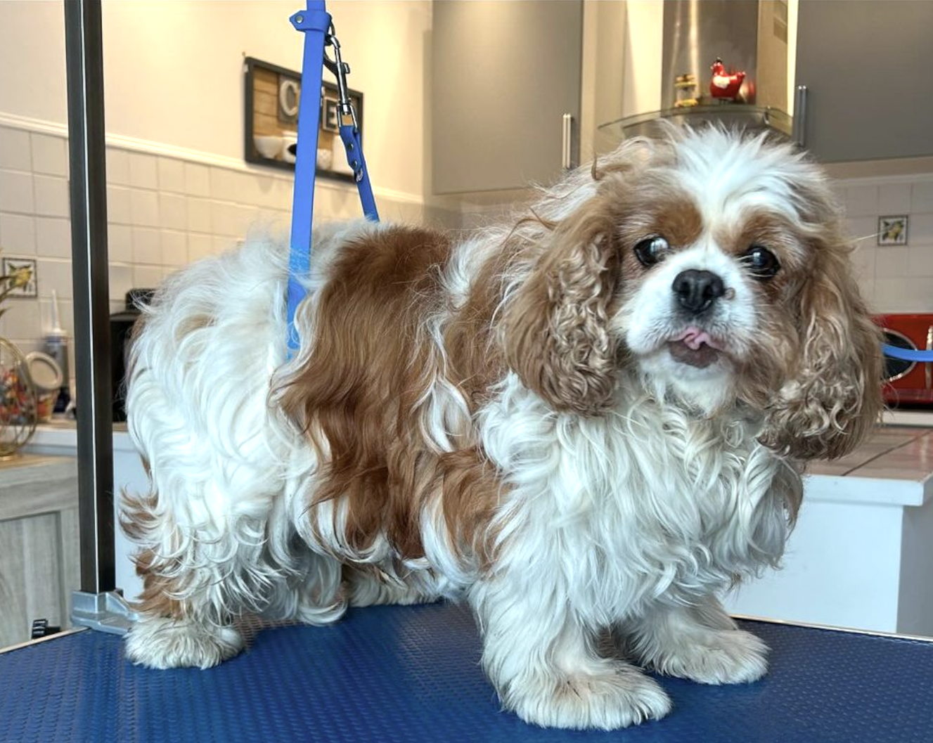 Cocker spaniel anglais