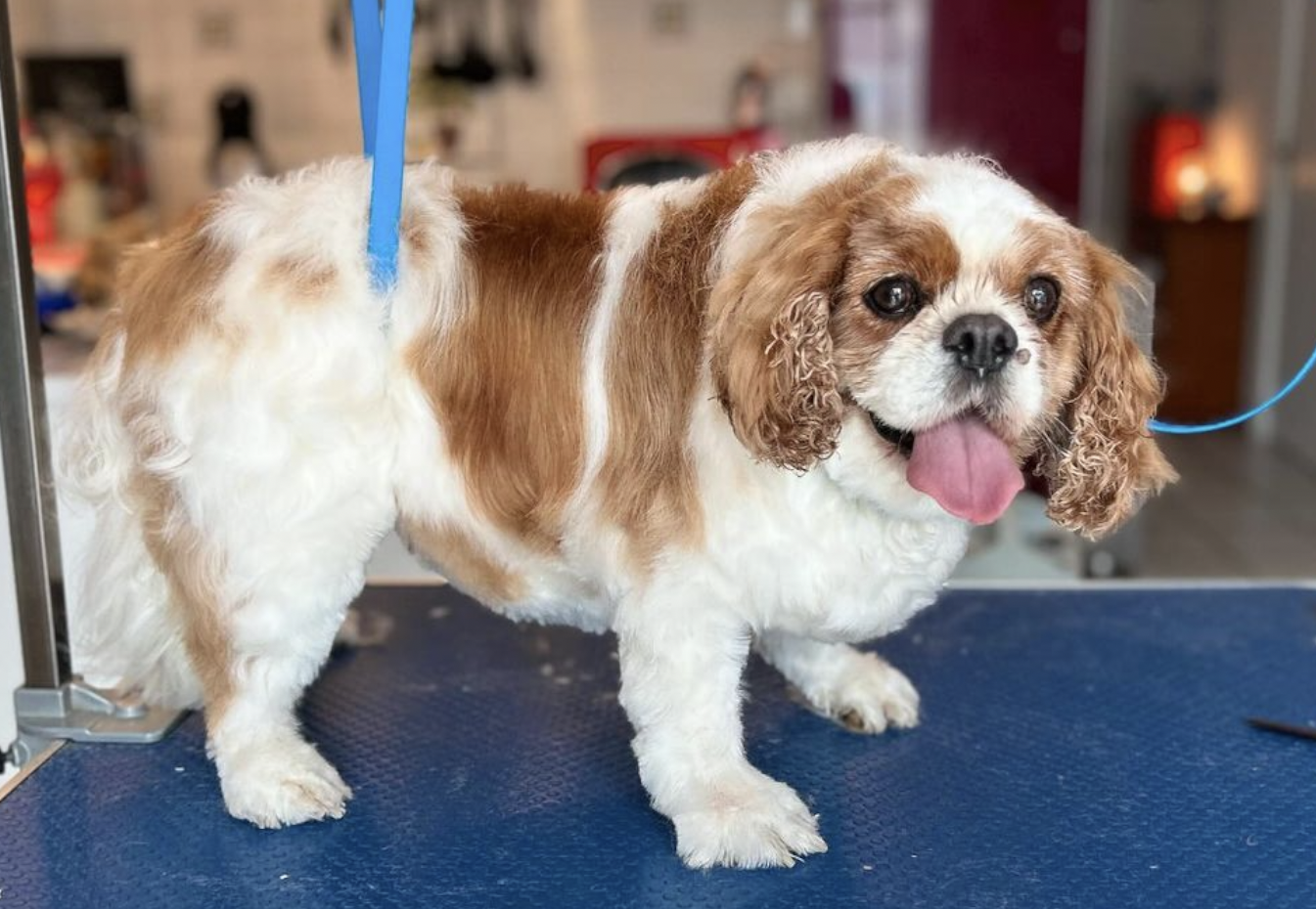 Cavalier King Charles Spaniel