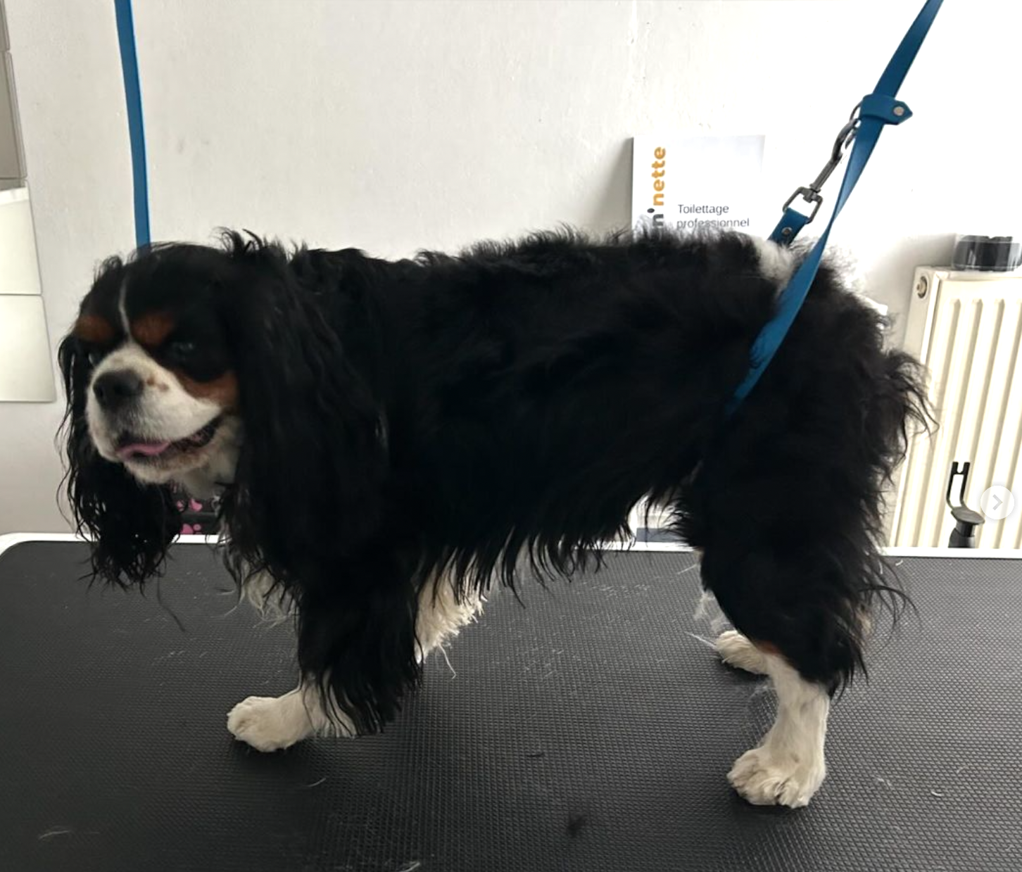 Cavalier King Charles Spaniel
