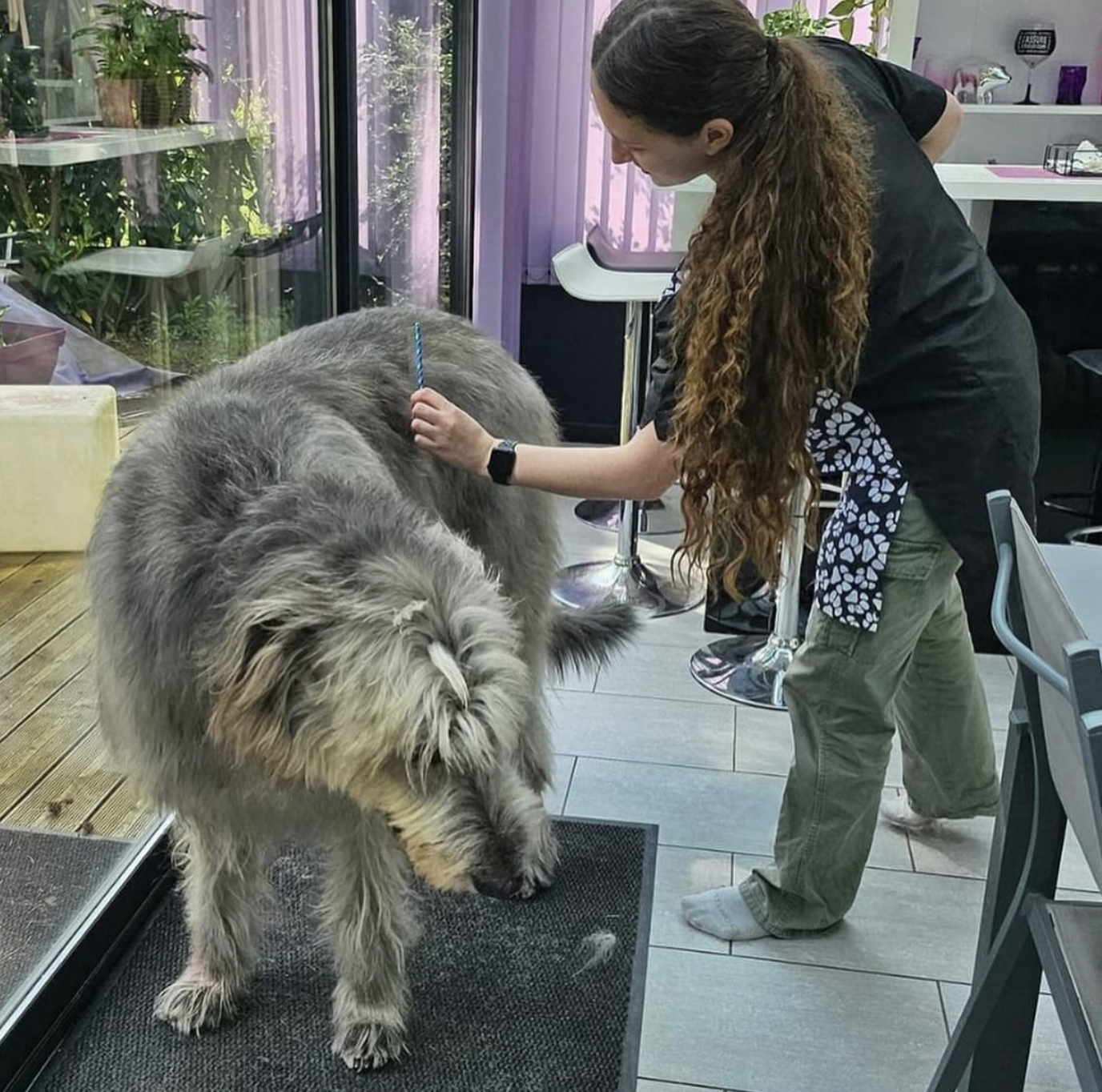 Irish Wolfhound