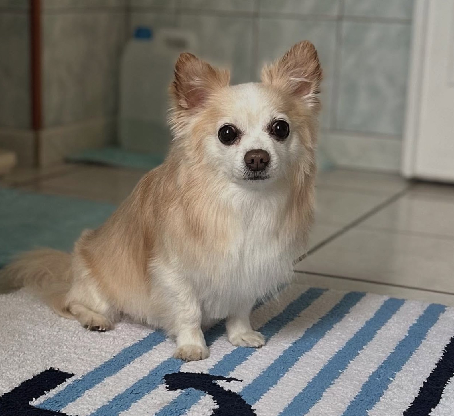 Cpatoun'nette Chihuahua