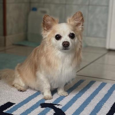 Chihuahua