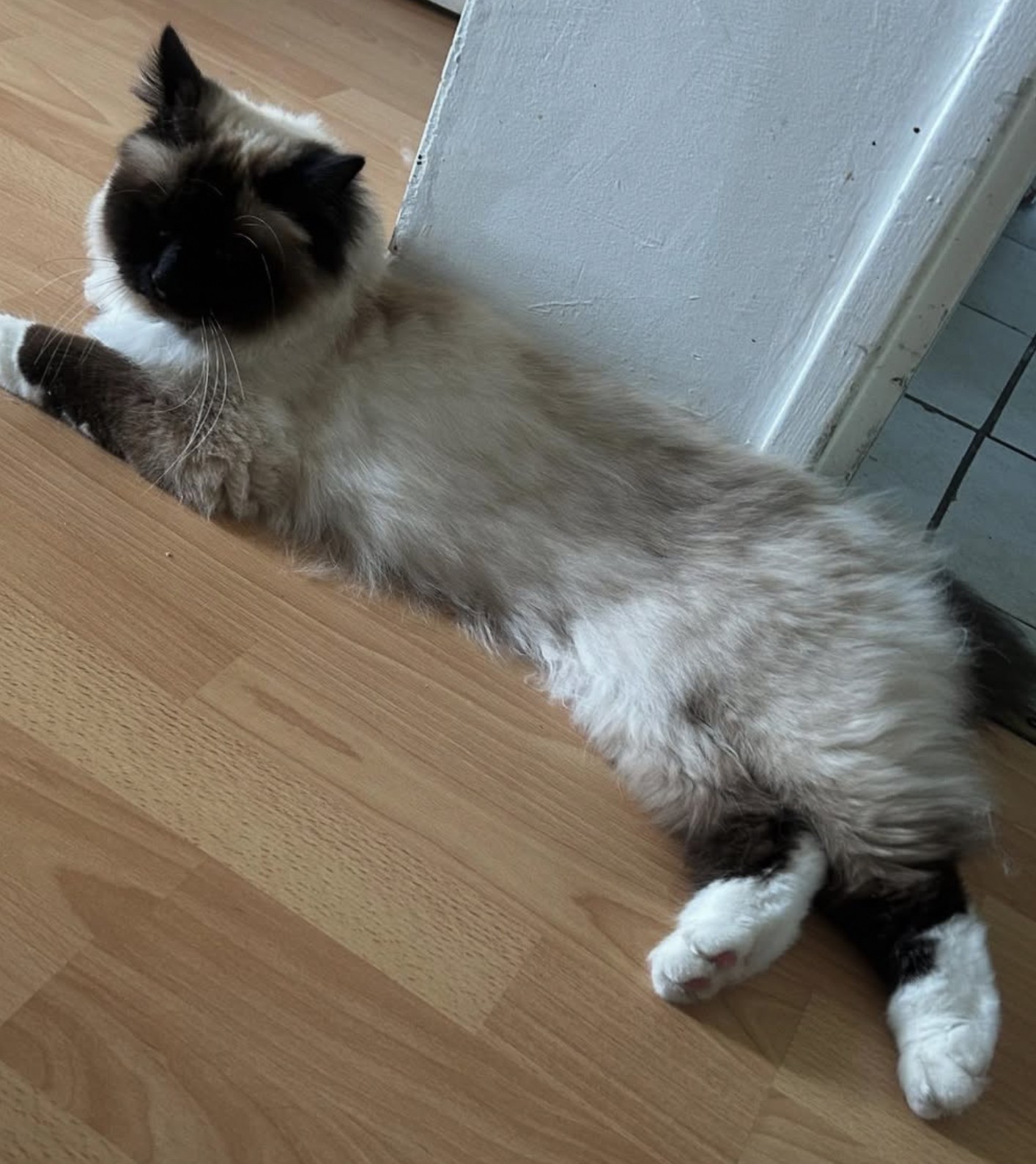 Cpatoun'nette Sacré de Birmanie