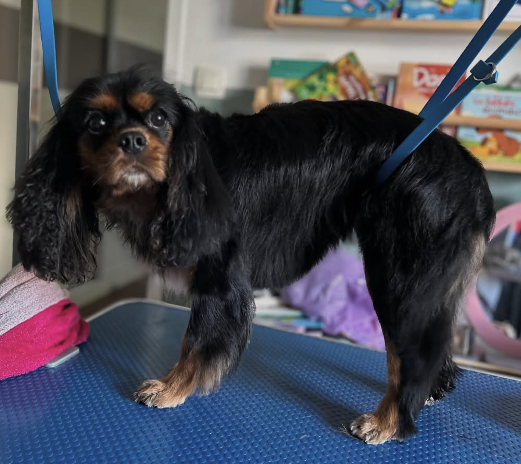 Cpatoun'nette Cavalier King Charles Spaniel