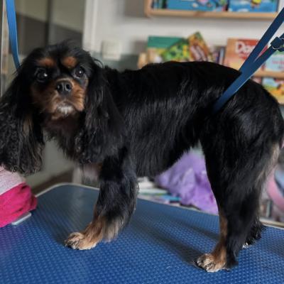 Cavalier King Charles Spaniel