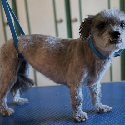 Bichon croisé Shih-Tzu