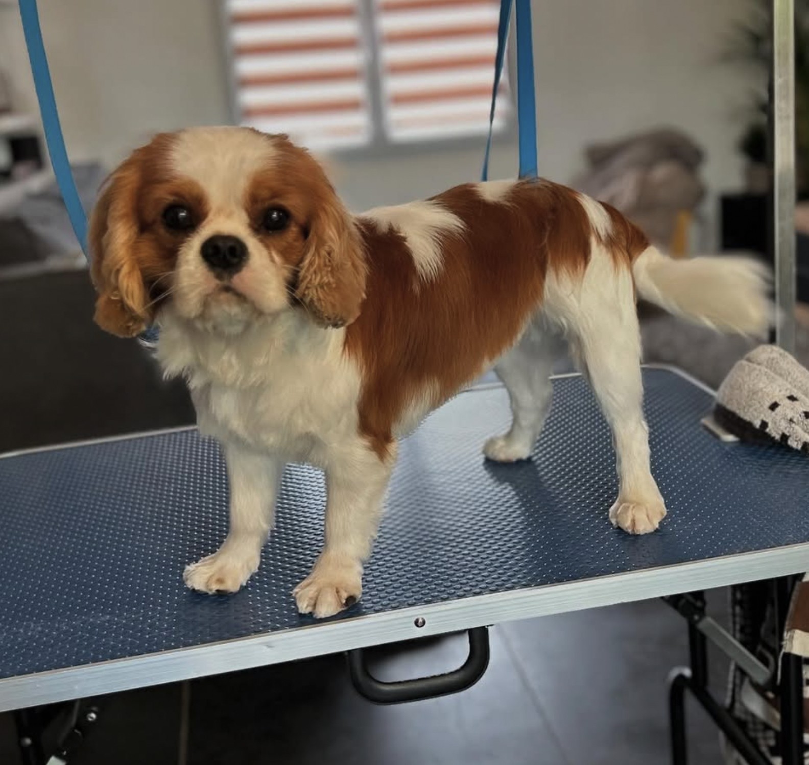 Cpatoun'nette Cavalier King Charles