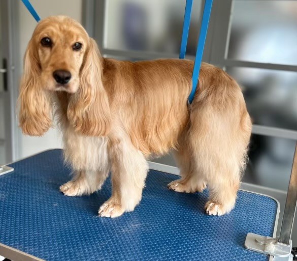 Cocker spaniel