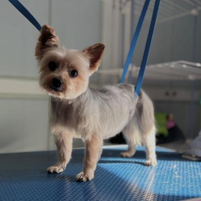 Yorkshire Terrier Toy