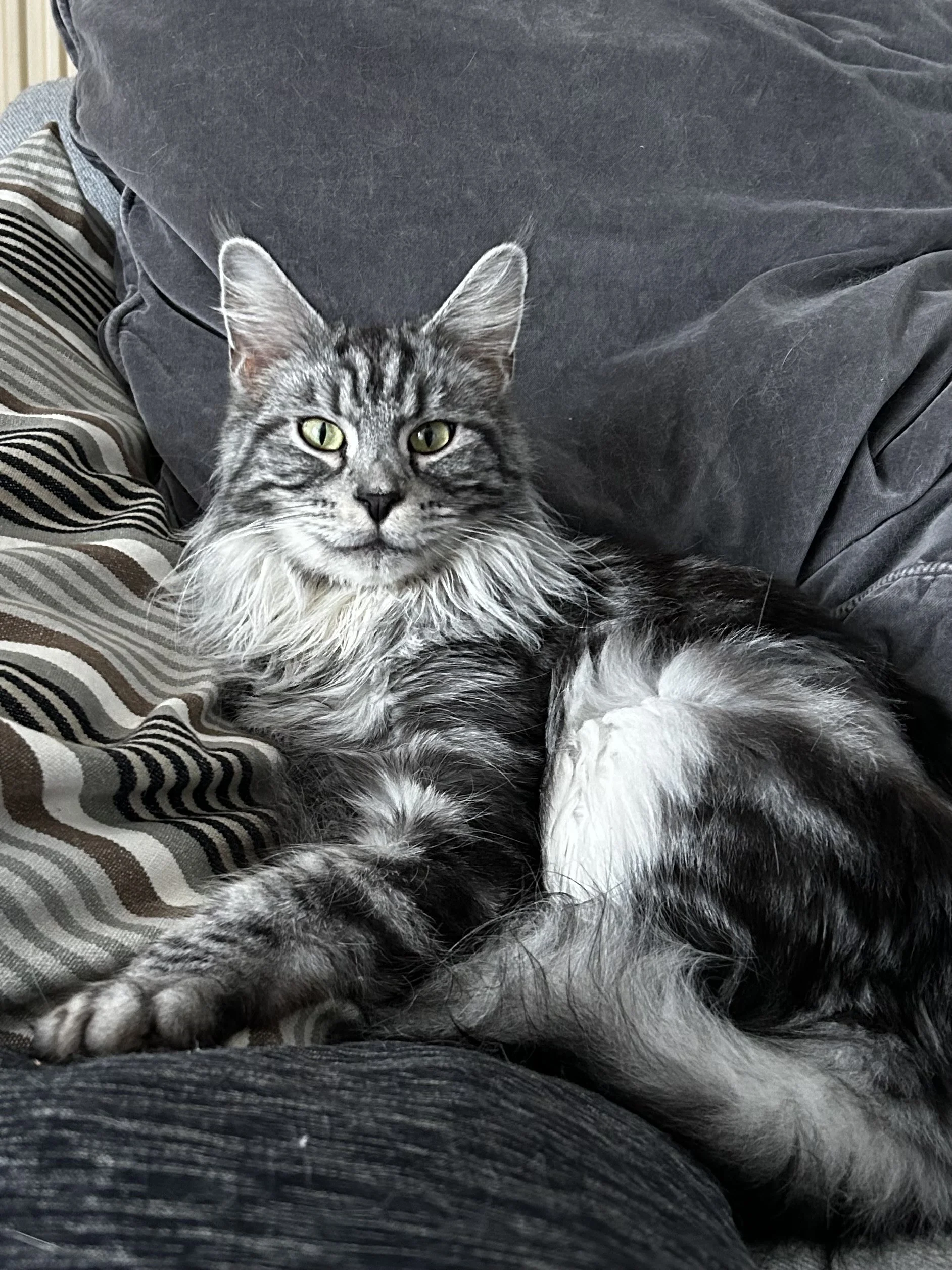 Main Coon