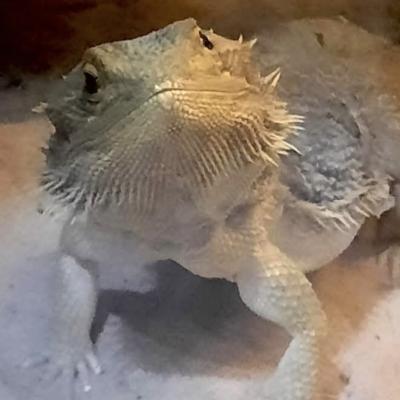 Mushu