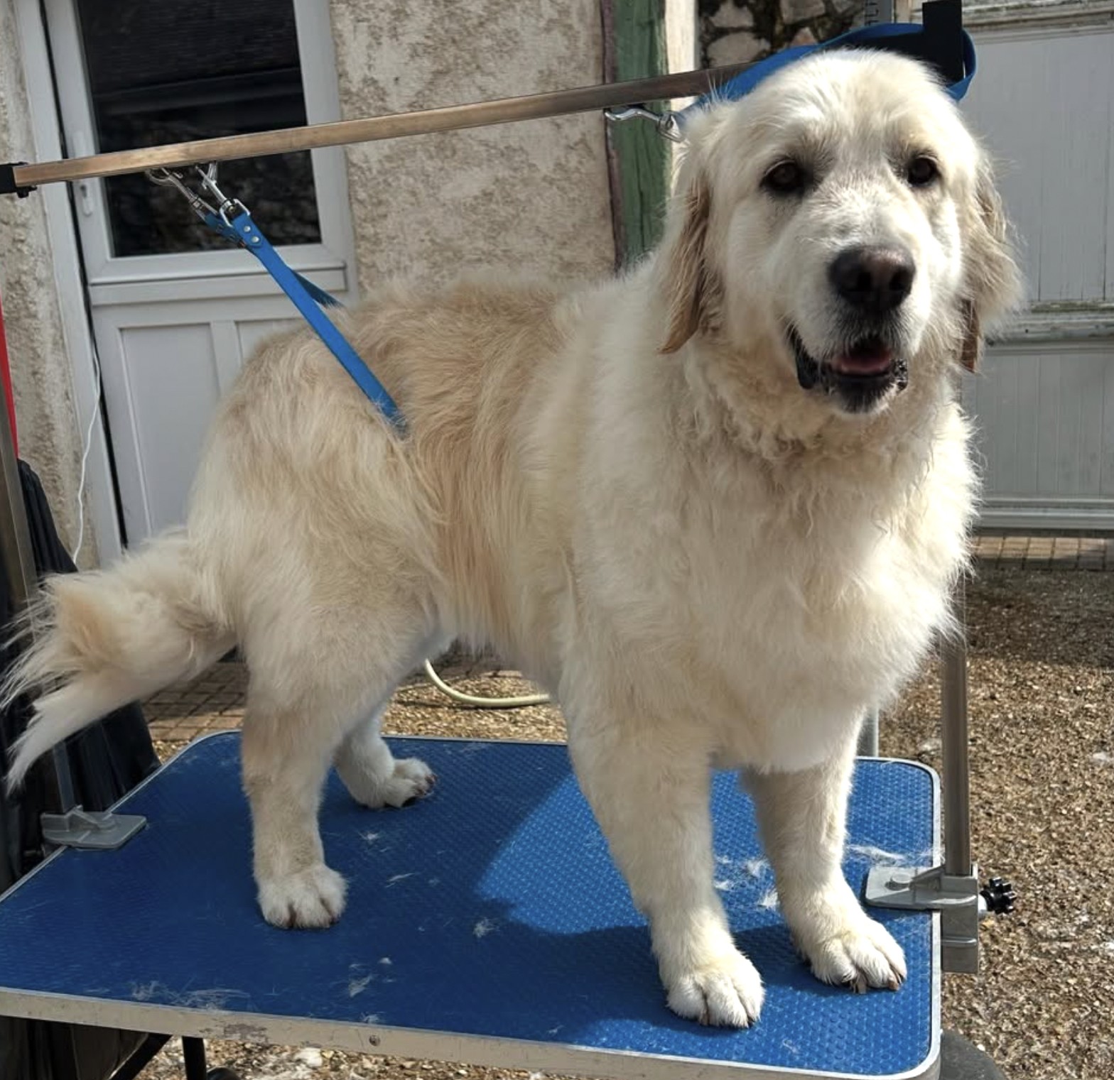 Cpatoun'nette Golden retriever