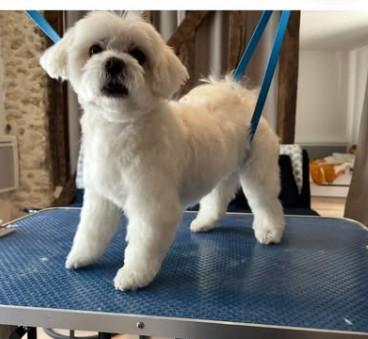 Bichon Maltais
