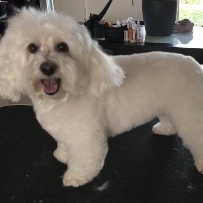 Coton de Tulear