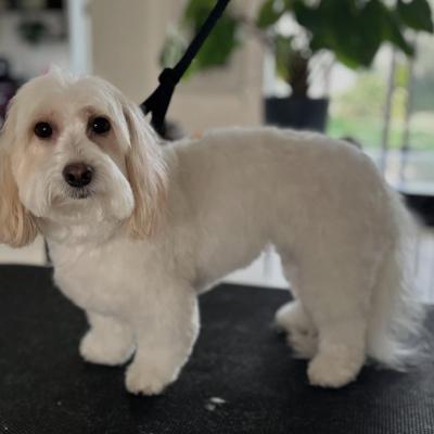 Coton de Tulear