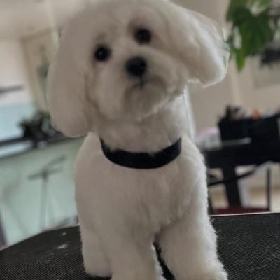Coton de Tulear