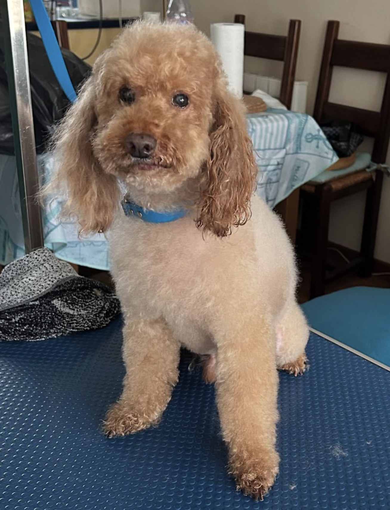 Cpatoun'nette Caniche