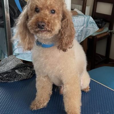 Caniche