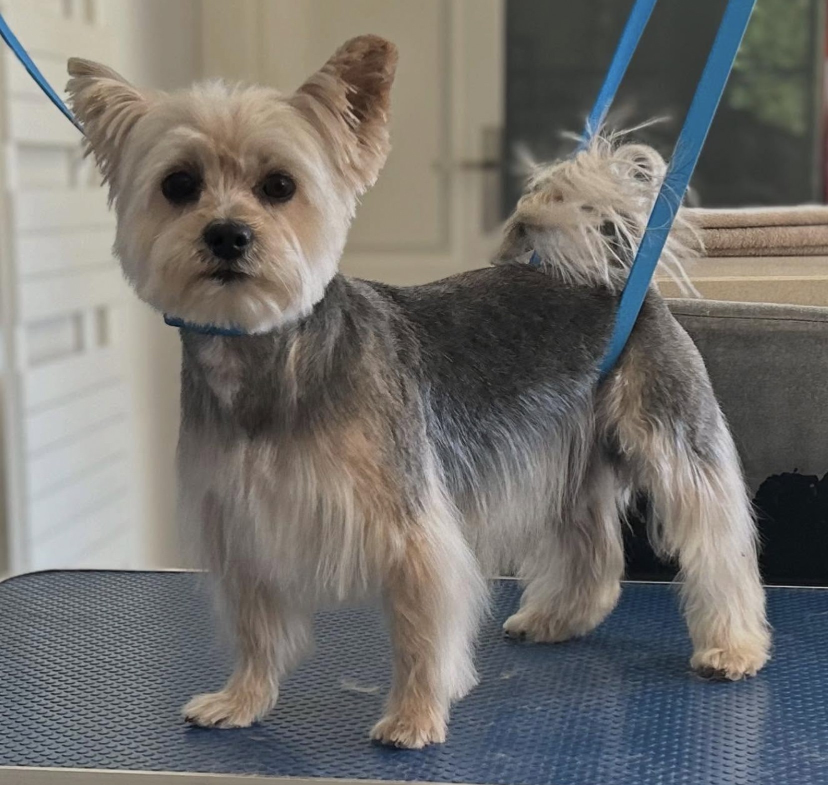 Cpatoun'nette Morkie