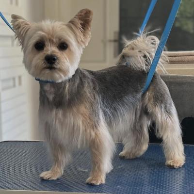 Morkie