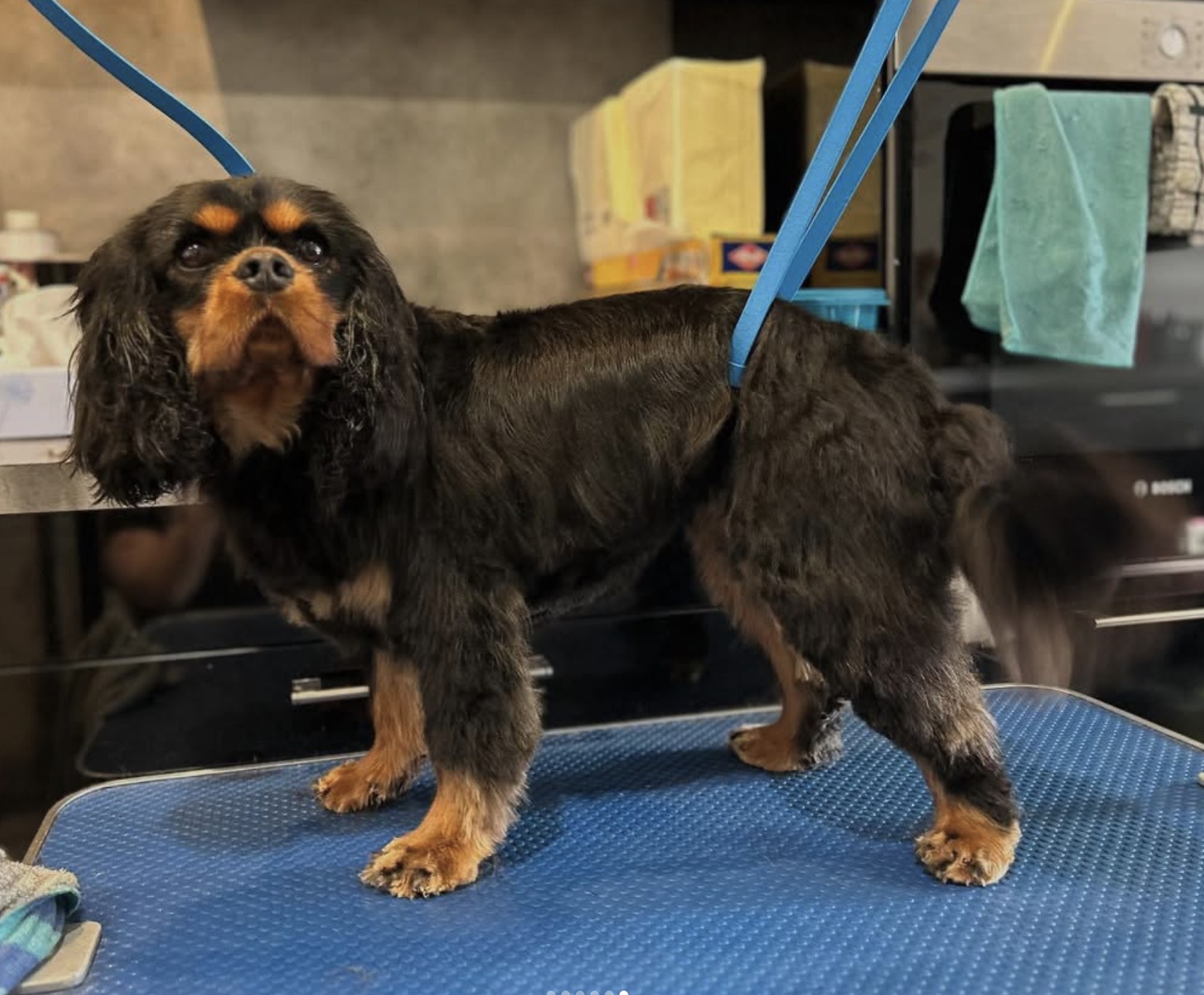 Cpatoun'nette Cavalier King Charles Spaniel