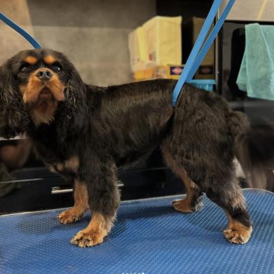 Cavalier King Charles Spaniel