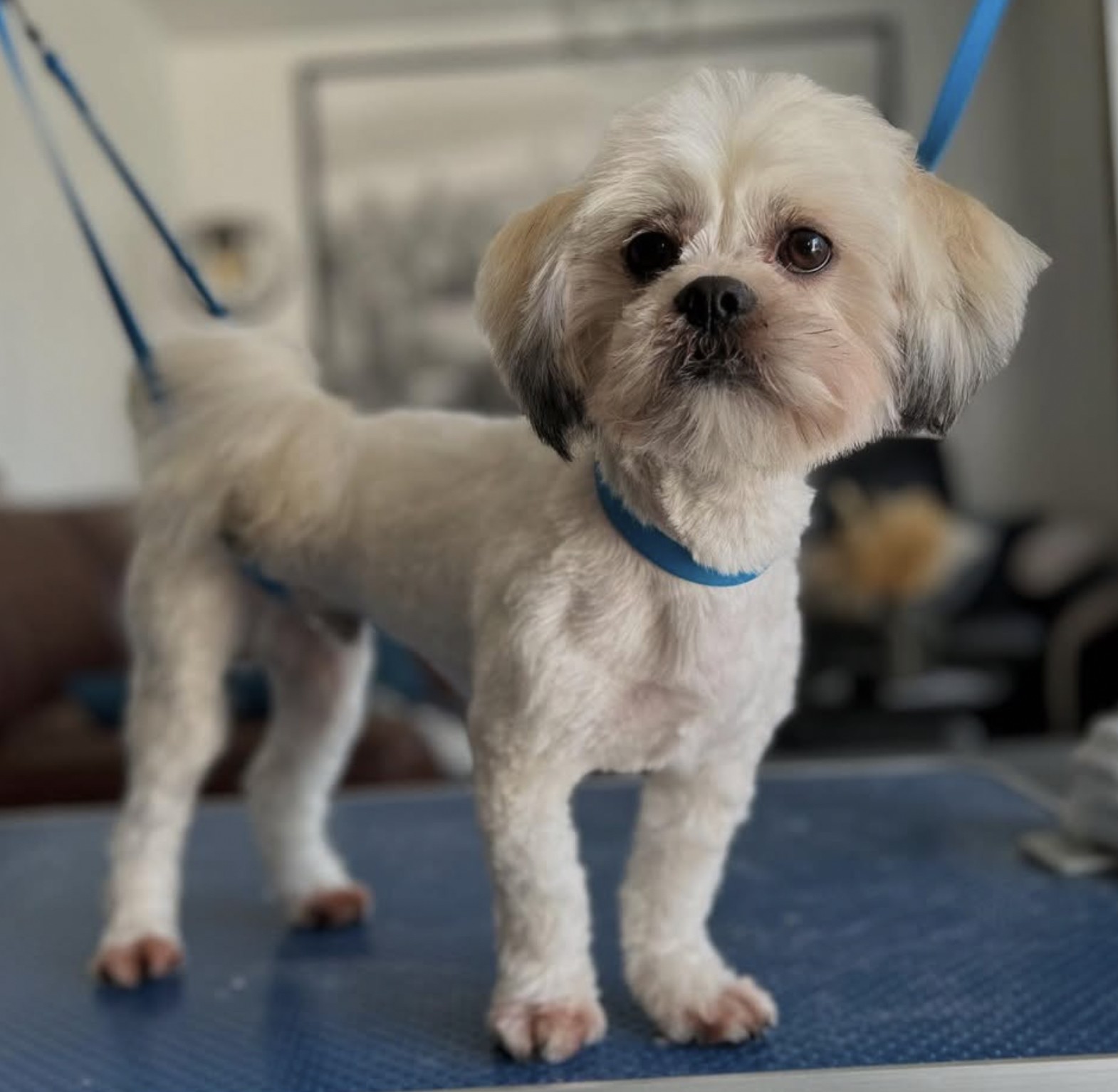 Cpatoun'nette Lhassa Apso