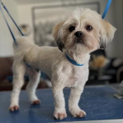 Lhassa Apso