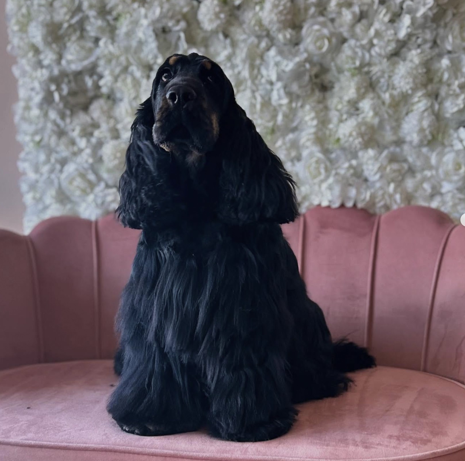 Cpatoun'nette Cocker Spaniel